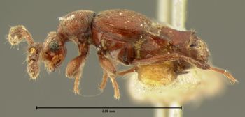 Media type: image;   Entomology 6136 Aspect: habitus lateral view 3